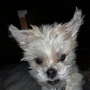 Meet your Posher, Janet